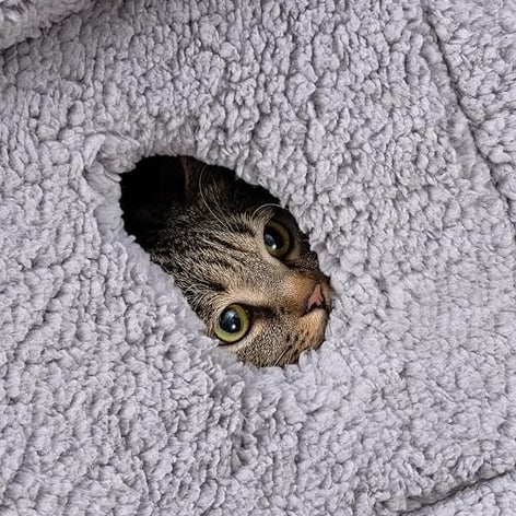 Pelzin Indoor Cat House Large Cat Cave Bed with Removable Cushion Comfort