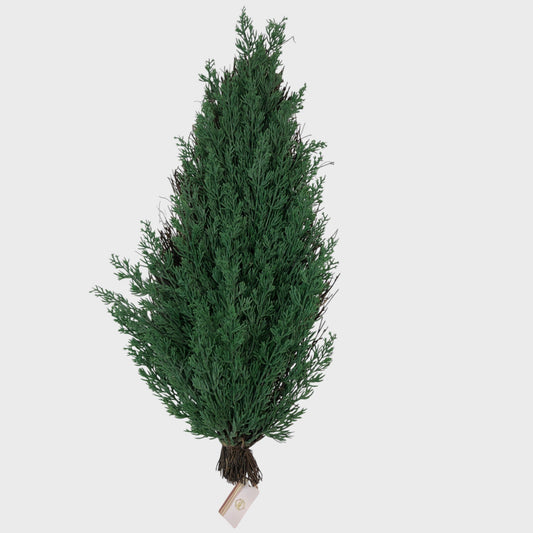 Plain Christmas Bough